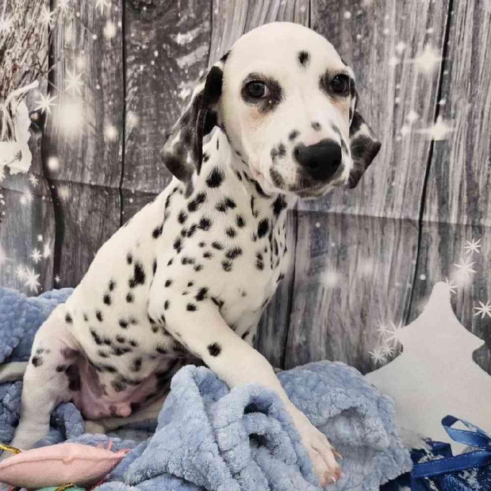 Male Dalmatian Puppy for Sale in Monroeville, PA