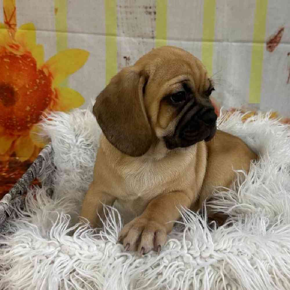 Male Puggle Puppy for Sale in Monroeville, PA