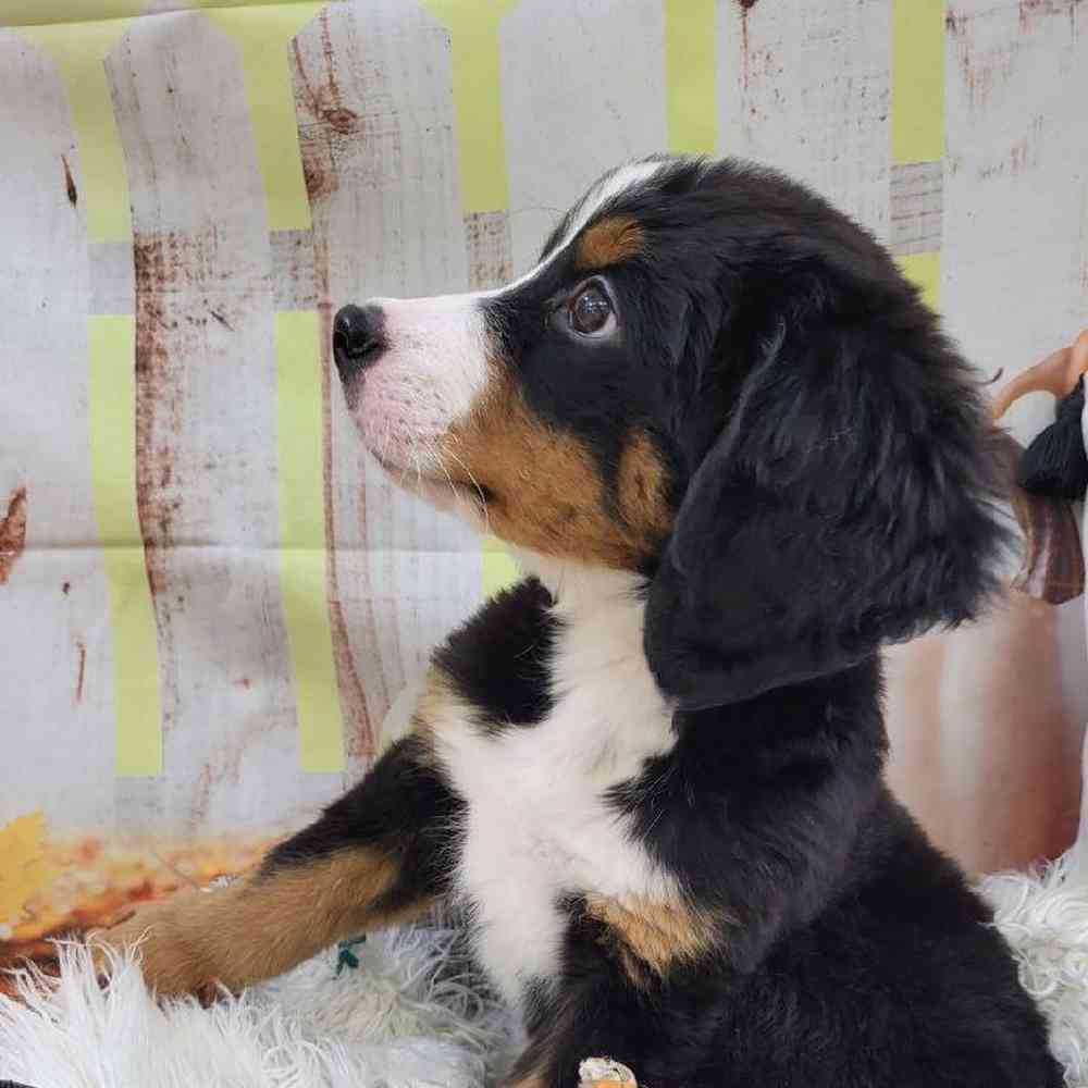 Male Bernese Mountain Dog Puppy for Sale in Monroeville, PA