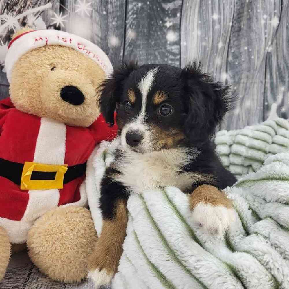 Male Miniature Australian Shepherd Puppy for Sale in Monroeville, PA