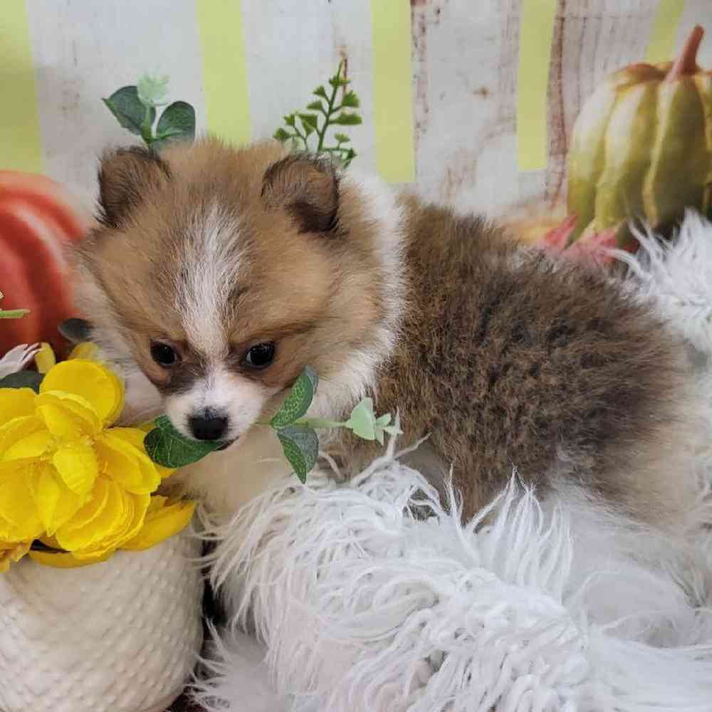 Male Pomeranian Puppy for Sale in Monroeville, PA