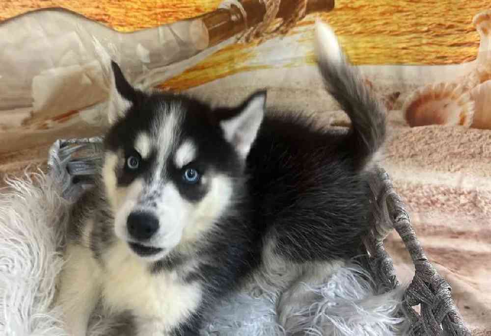 Female Siberian Husky Puppy for Sale in Monroeville, PA