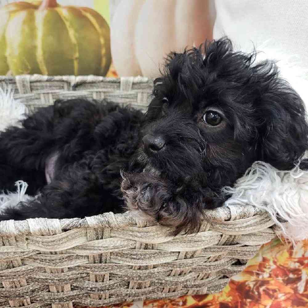 Male Cavapoo Puppy for Sale in Monroeville, PA