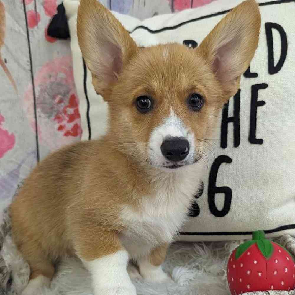 Female Pembroke Welsh Corgi Puppy for Sale in Monroeville, PA