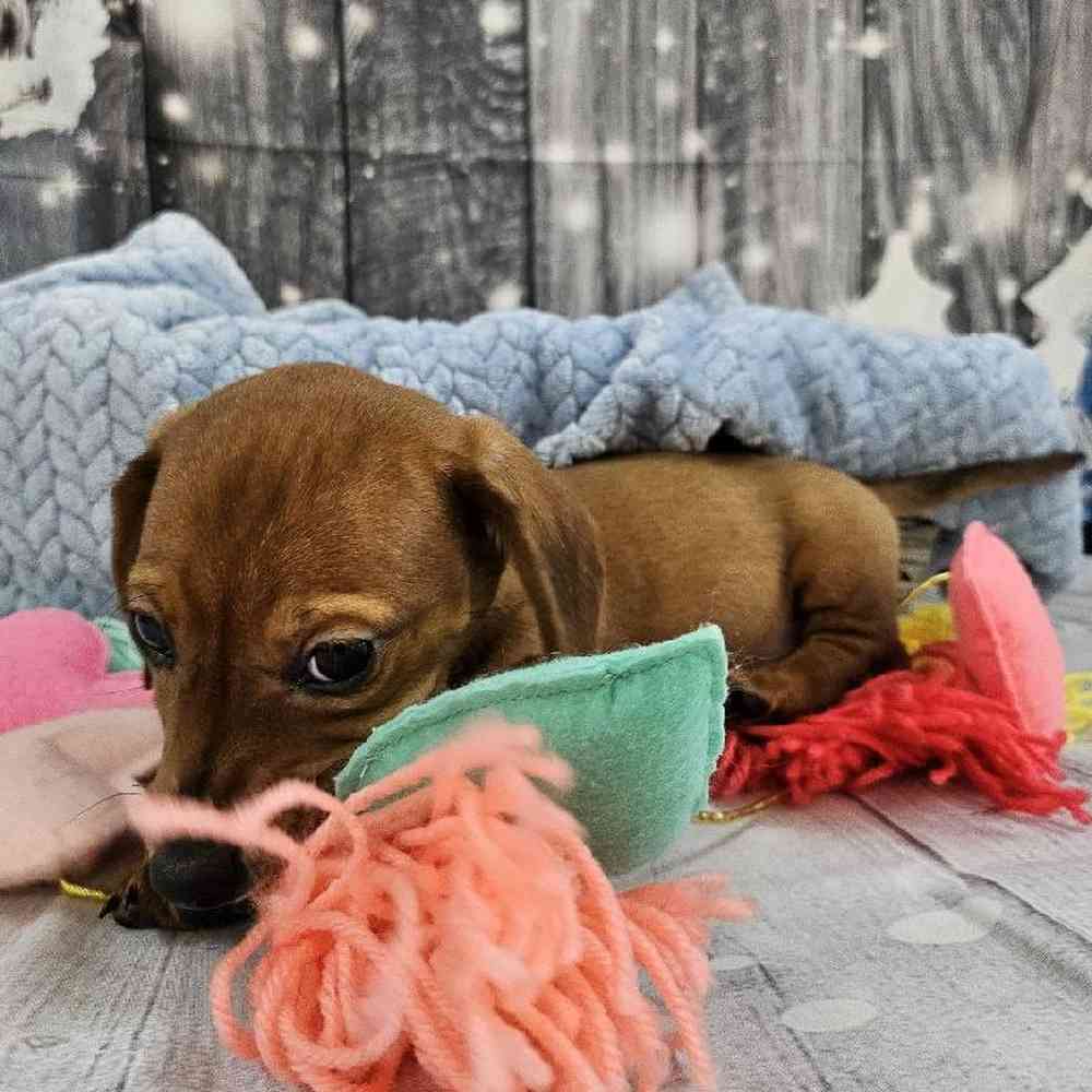 Male Dachshund Puppy for Sale in Monroeville, PA