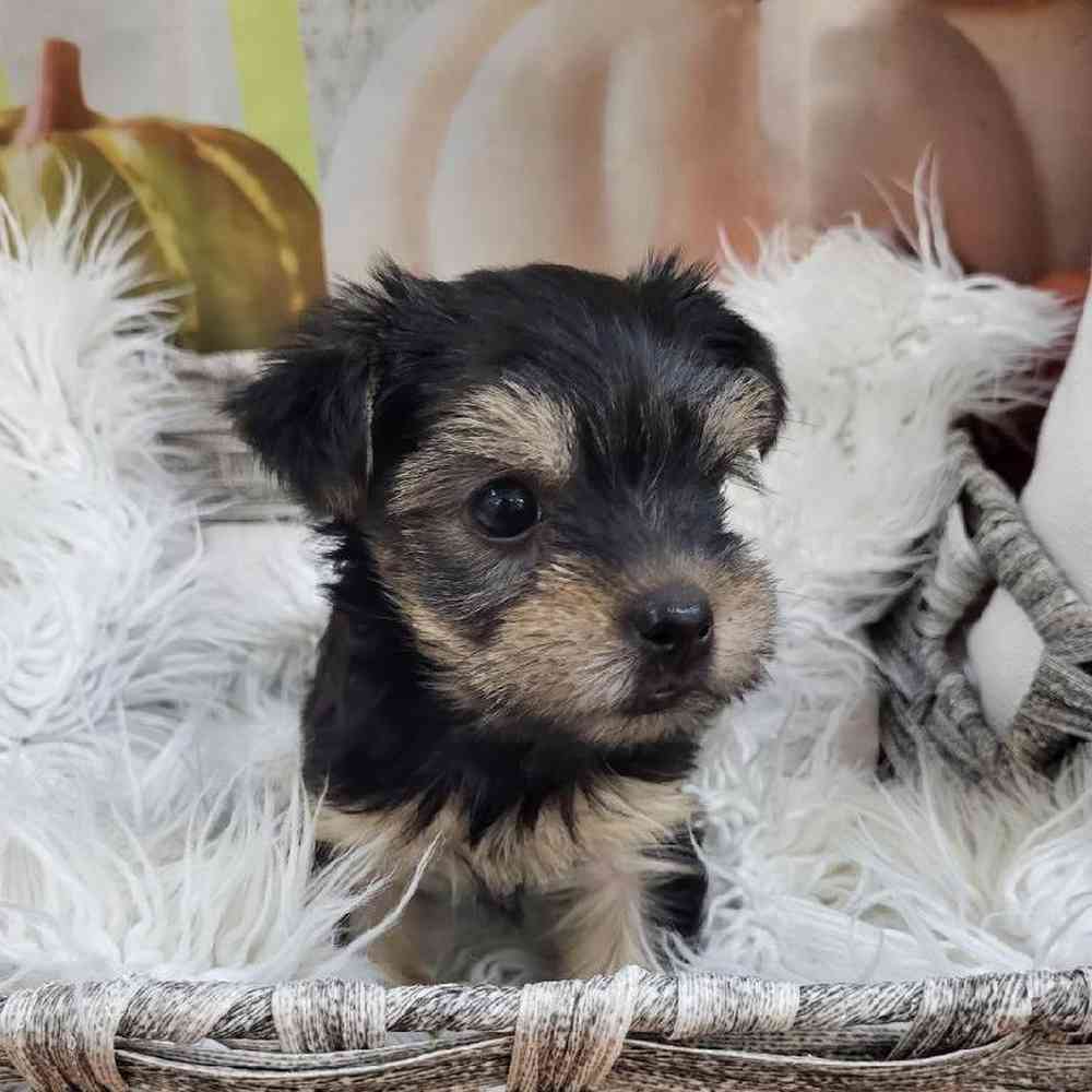 Female Yorkie Puppy for Sale in Monroeville, PA