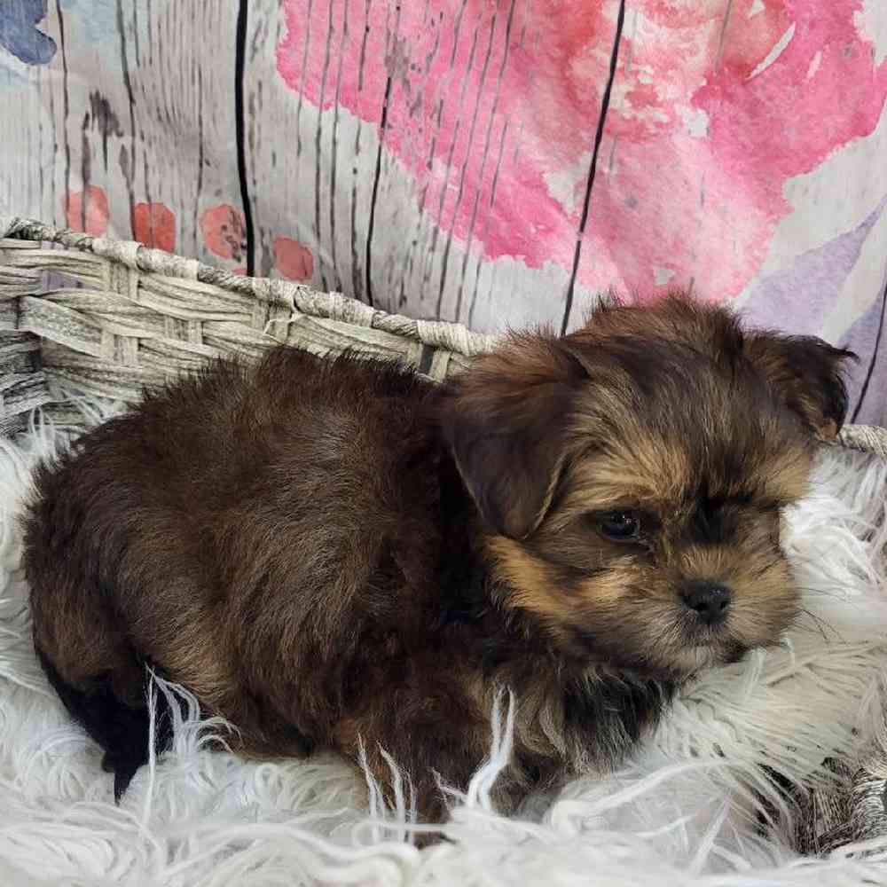 Male Shorkie Puppy for Sale in Monroeville, PA