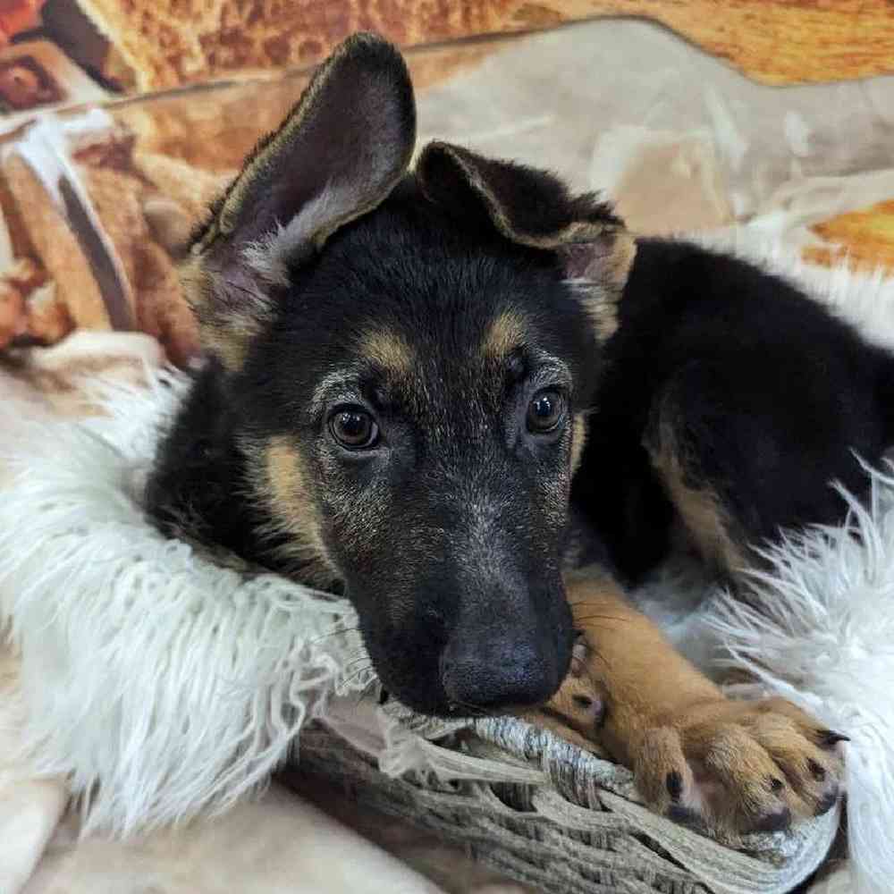 Male German Shepherd Puppy for Sale in Monroeville, PA