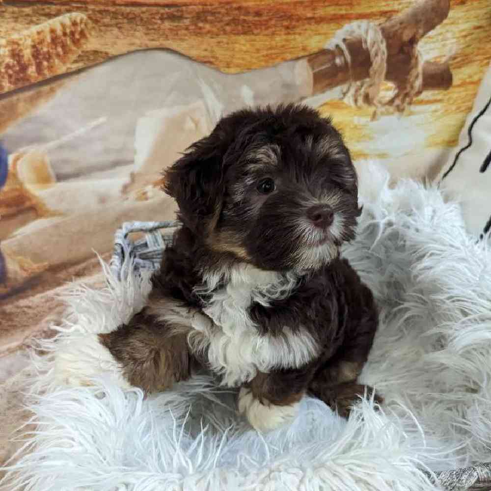 Female Havanese Puppy for Sale in Monroeville, PA