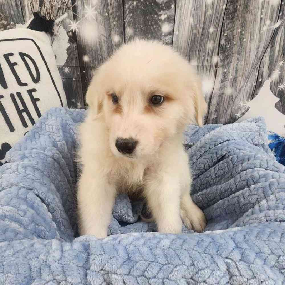 Male Great Pyrenees Puppy for Sale in Monroeville, PA