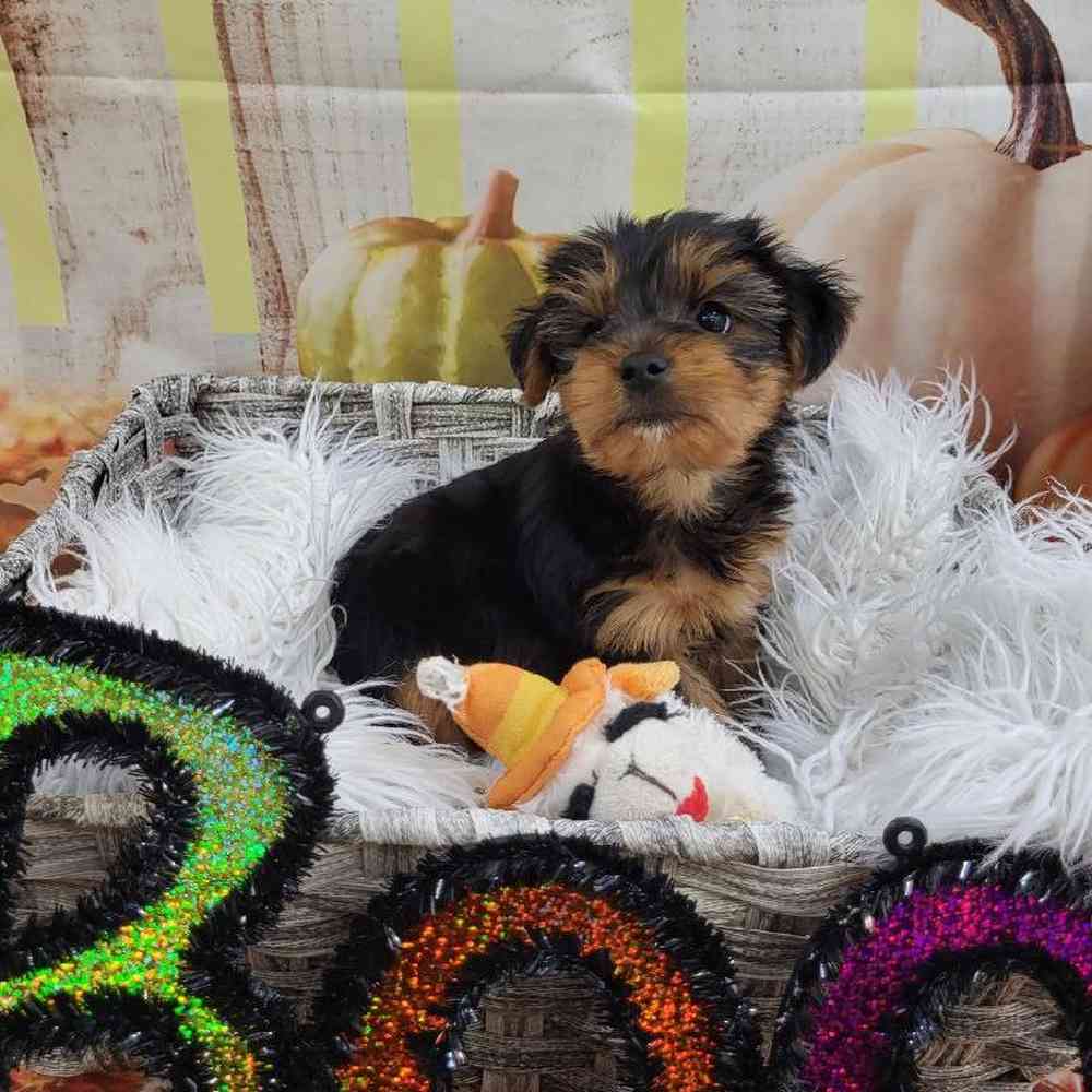 Male Yorkie Puppy for Sale in Monroeville, PA