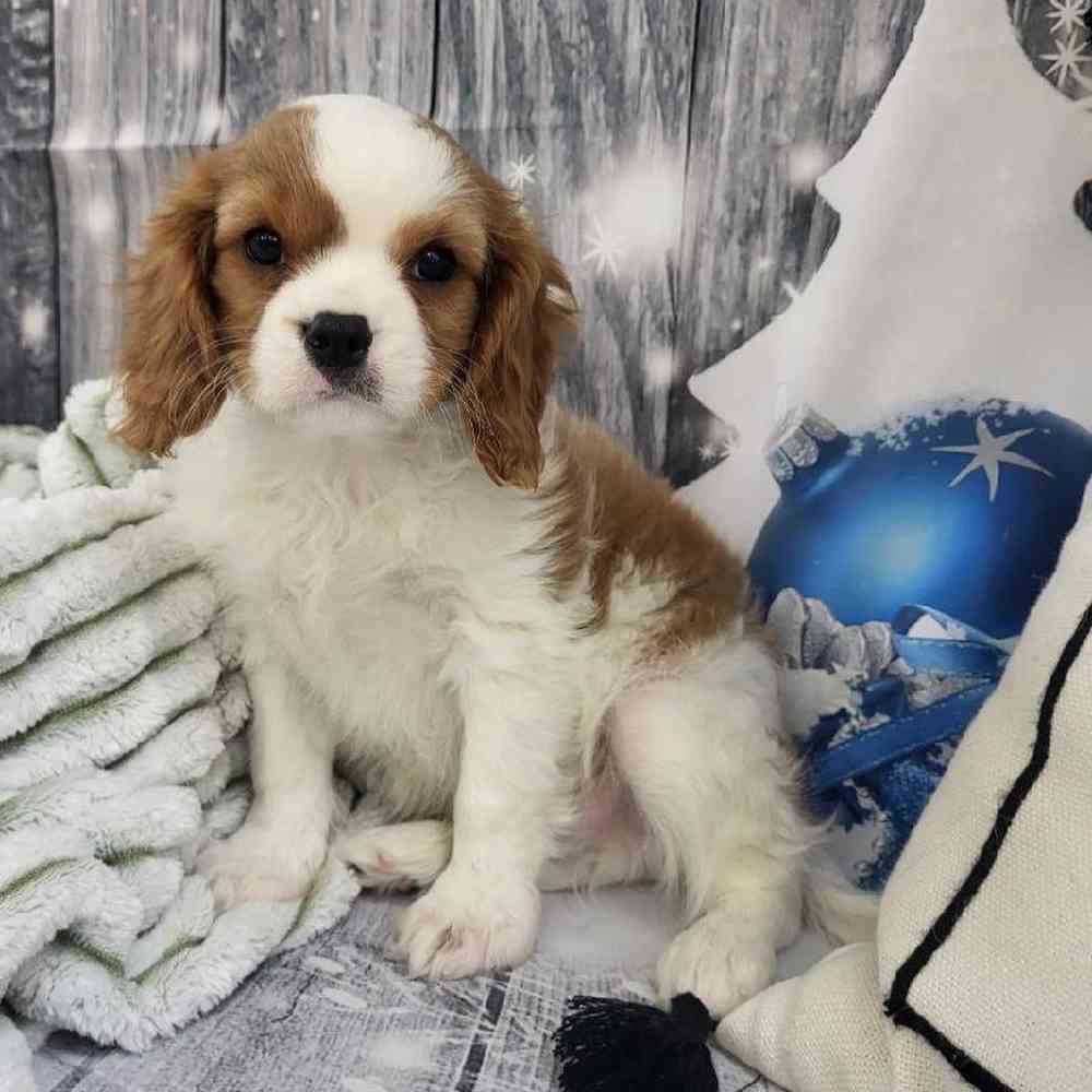 Male Cavalier King Charles Spaniel Puppy for Sale in Monroeville, PA