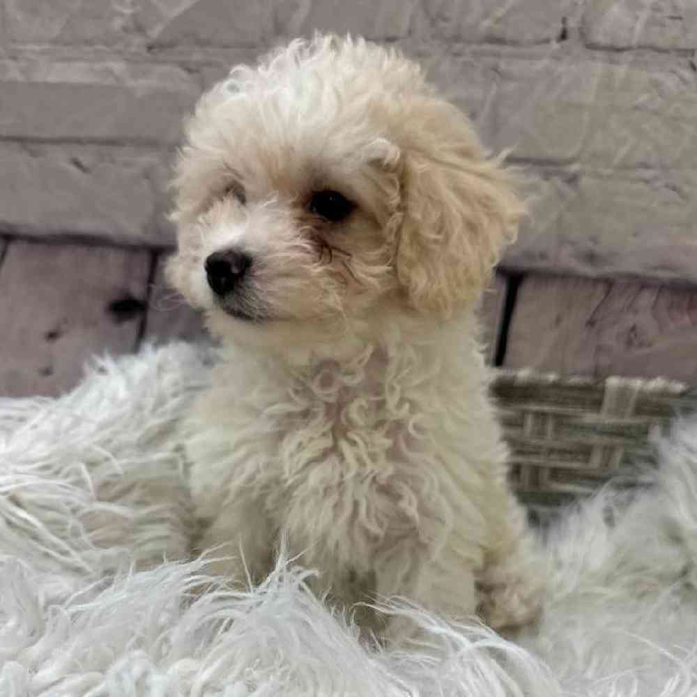 Female Bichon- Poo Puppy for Sale in Monroeville, PA