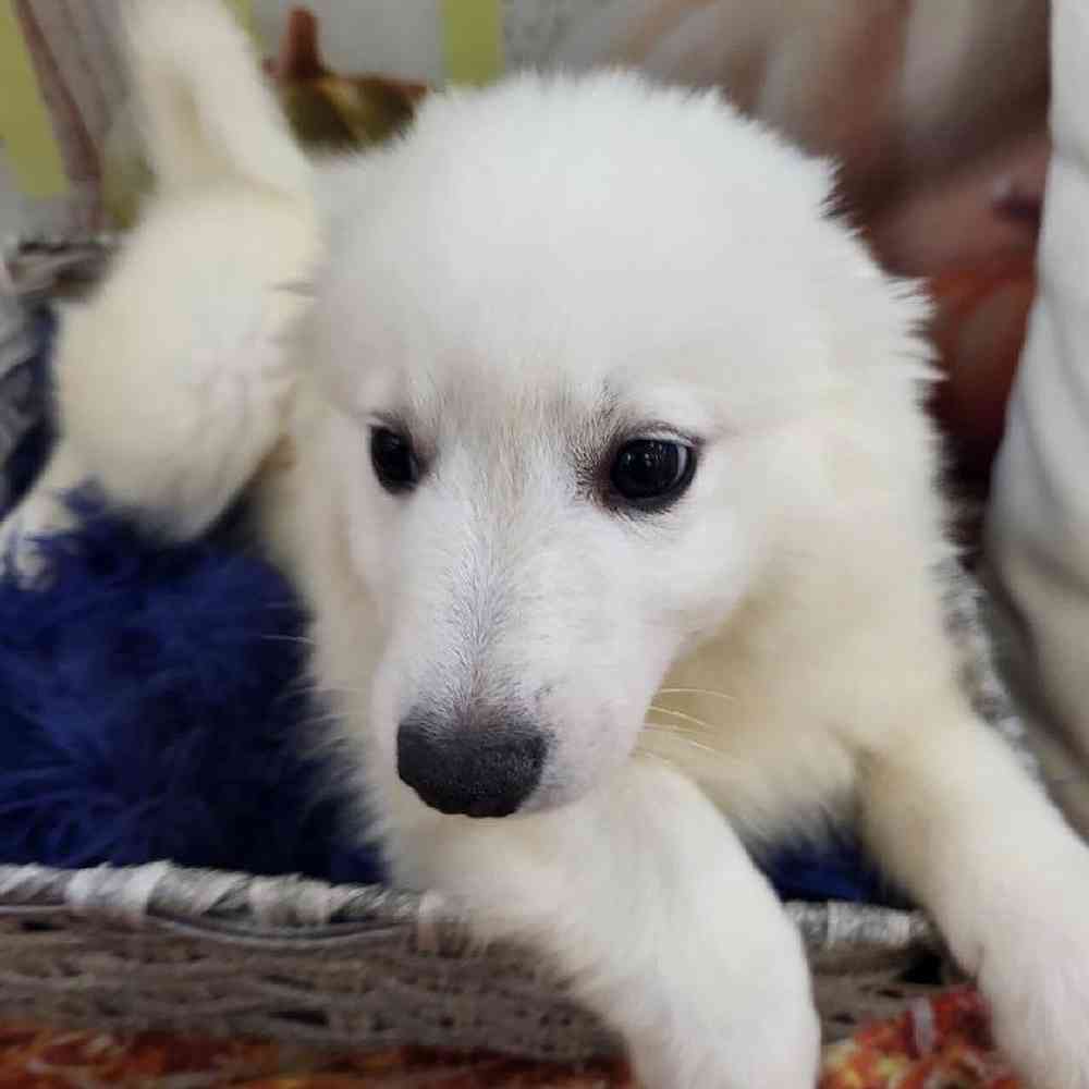 Male American Eskimo Puppy for Sale in Monroeville, PA