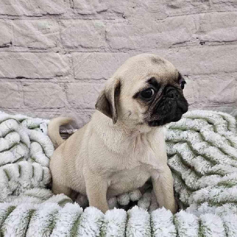 Female Pug Puppy for Sale in Monroeville, PA