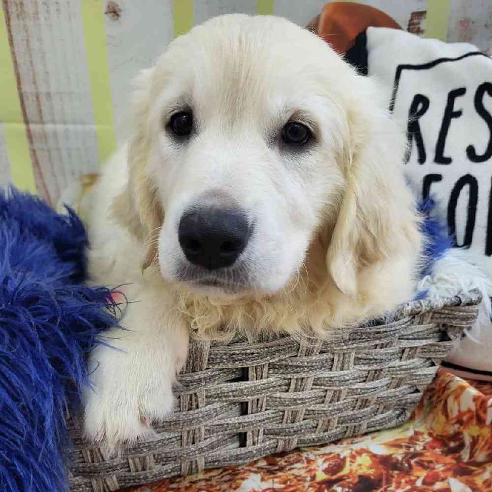 Female Golden Retriever Puppy for Sale in Monroeville, PA