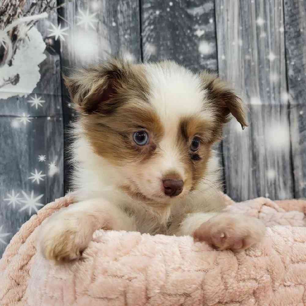 Female Toy Australian Shepherd Puppy for Sale in Monroeville, PA