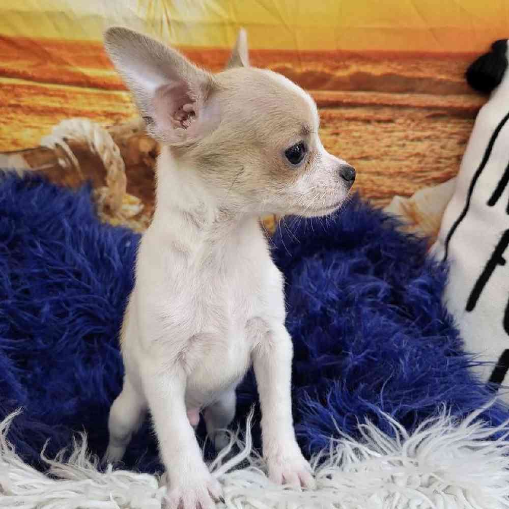 Male Chihuahua Puppy for Sale in Monroeville, PA