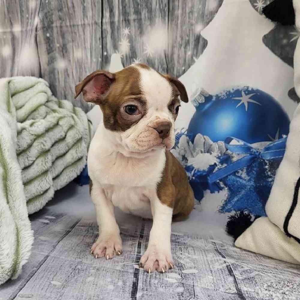 Female Boston Terrier Puppy for Sale in Monroeville, PA