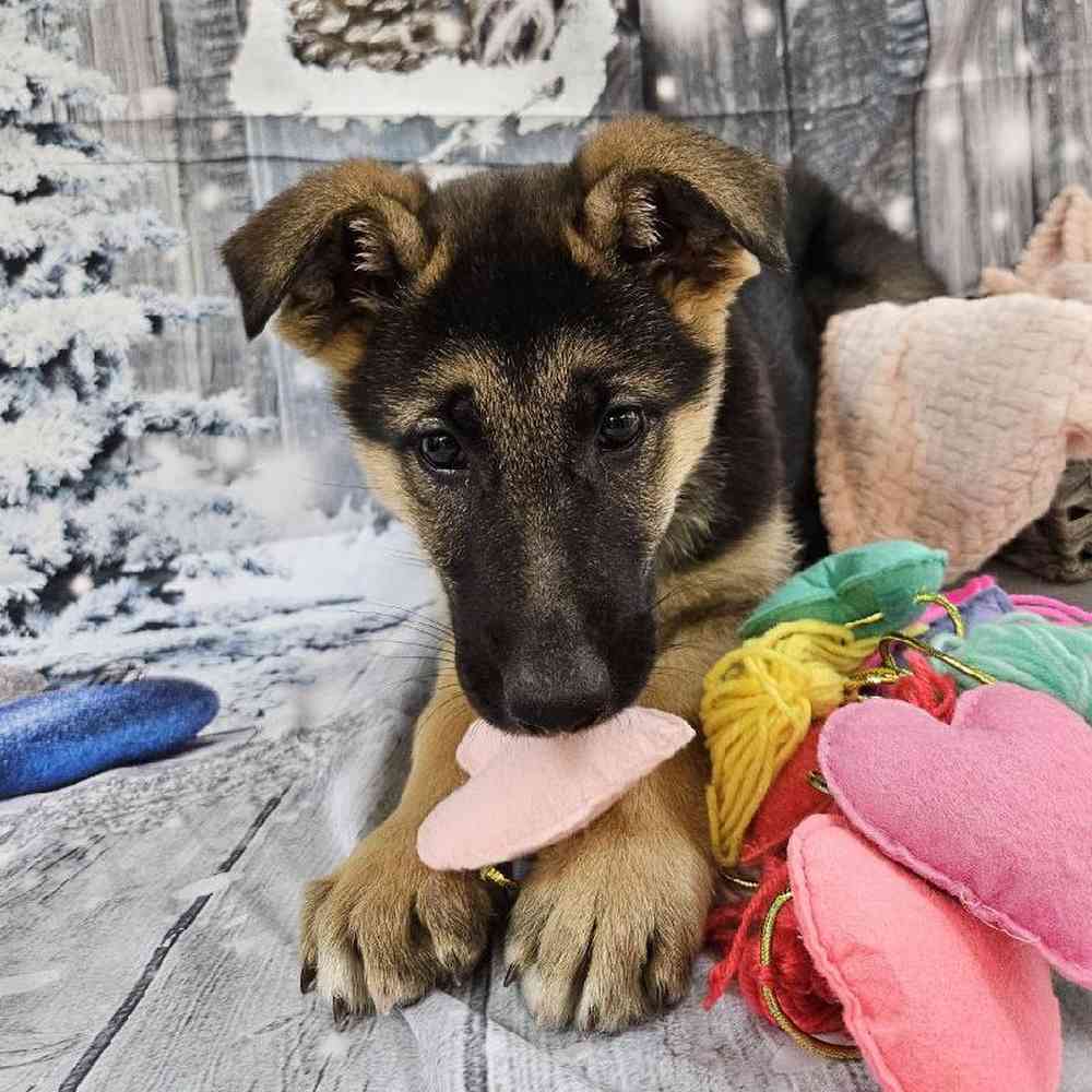 Female German Shepherd Puppy for Sale in Monroeville, PA