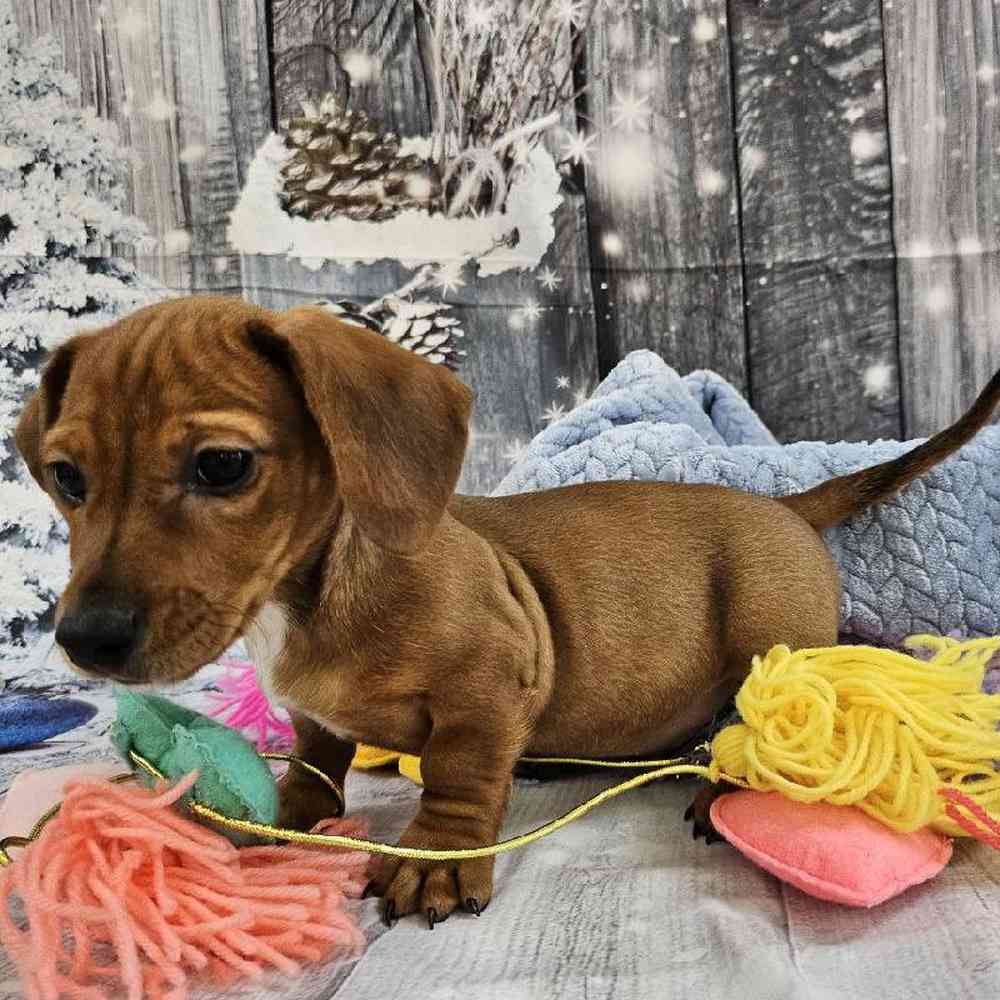 Male Dachshund Puppy for Sale in Monroeville, PA