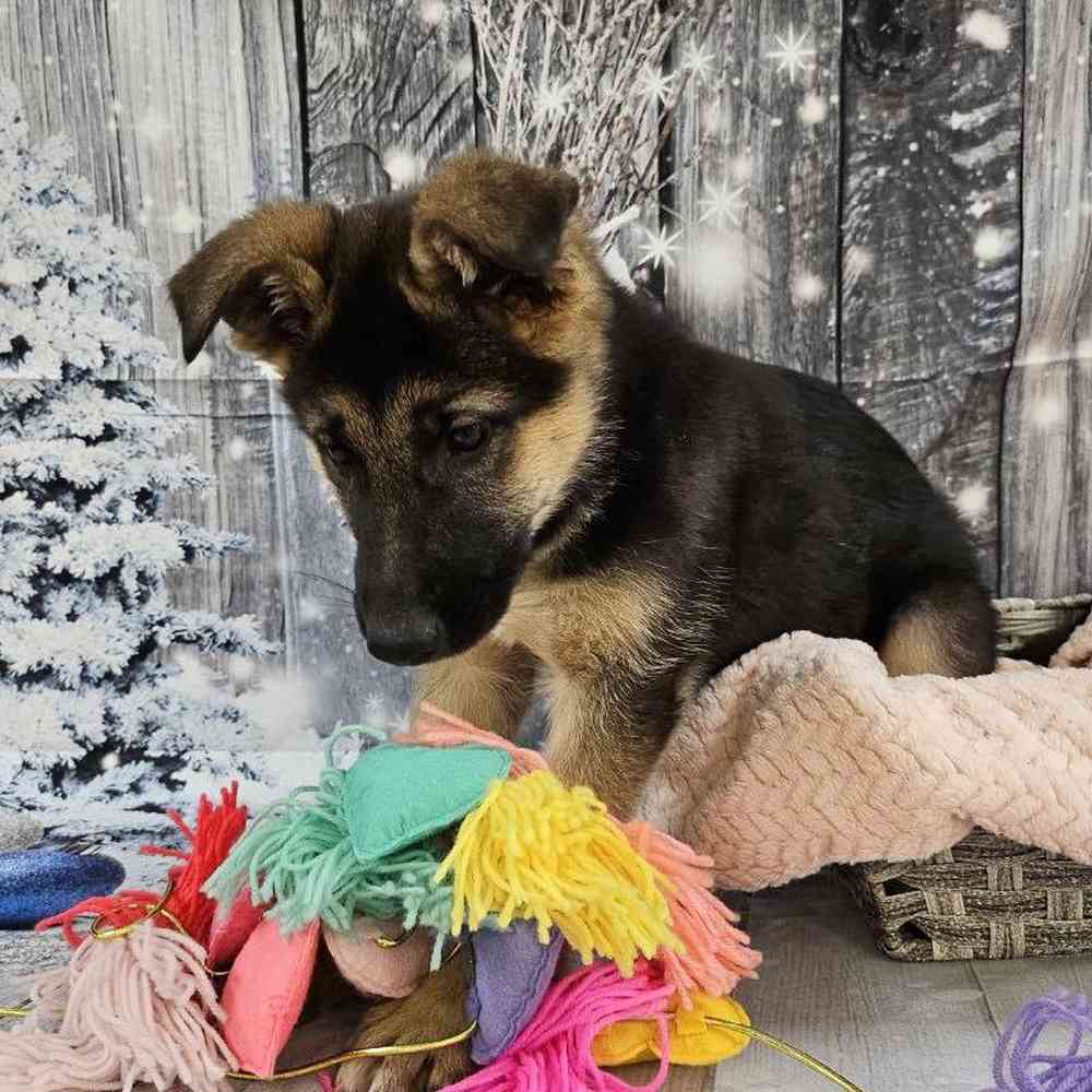 Female German Shepherd Puppy for Sale in Monroeville, PA