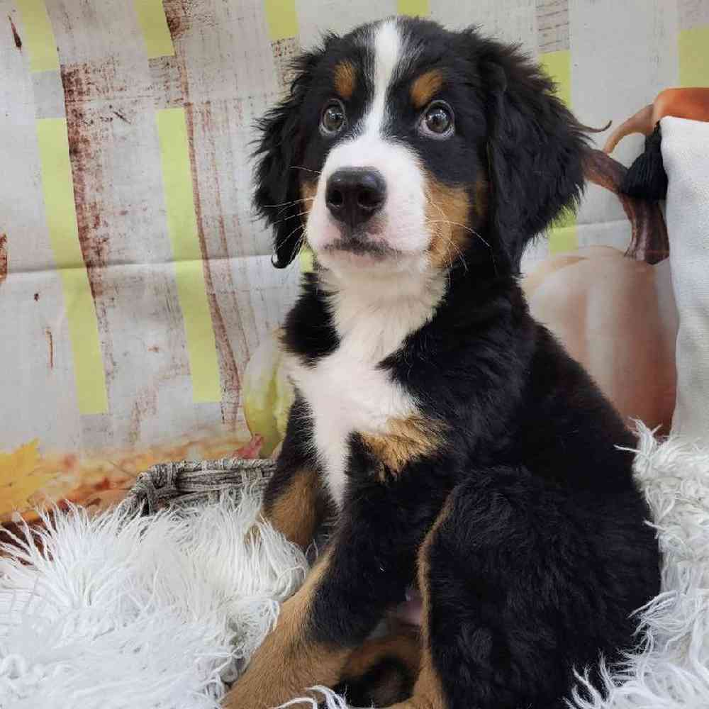 Male Bernese Mountain Dog Puppy for Sale in Monroeville, PA