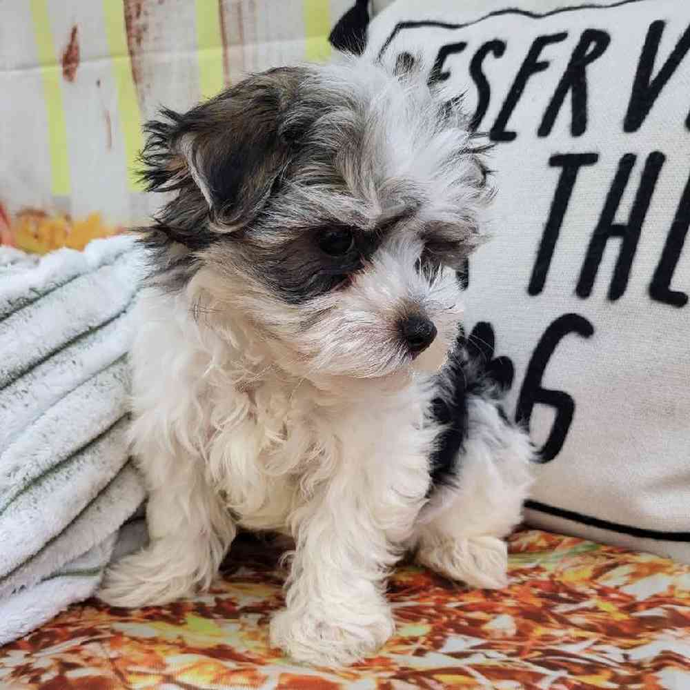 Male Morkie Puppy for Sale in Monroeville, PA