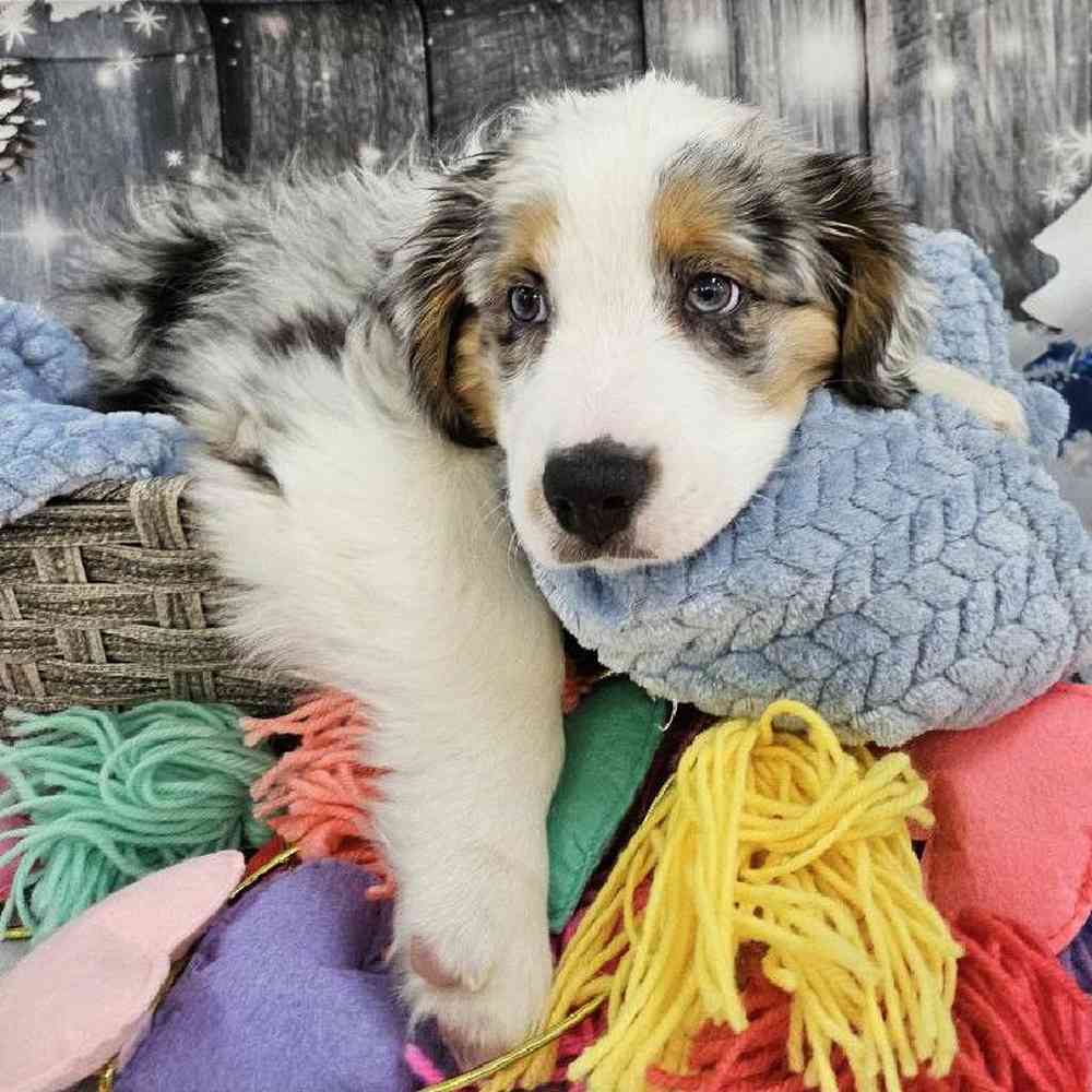 Male Australian Shepherd Puppy for Sale in Monroeville, PA