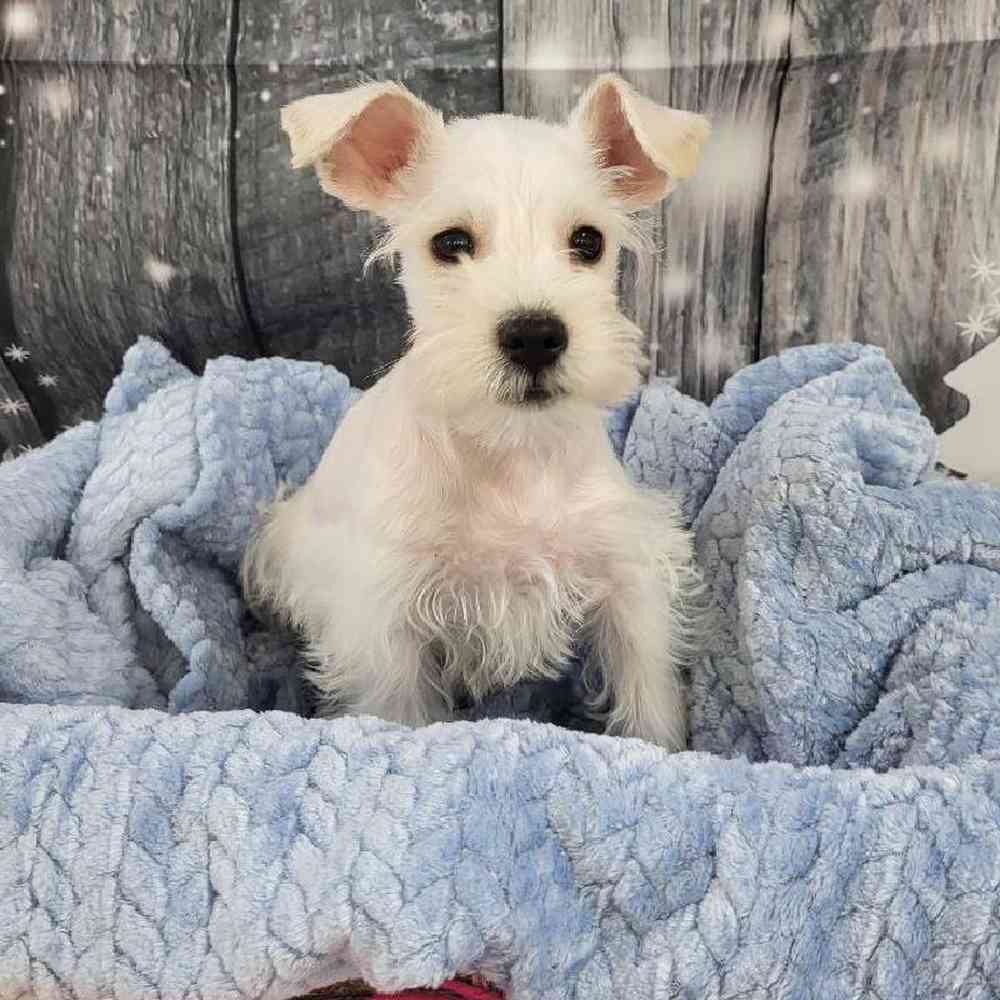 Male Mini Schnauzer Puppy for Sale in Monroeville, PA