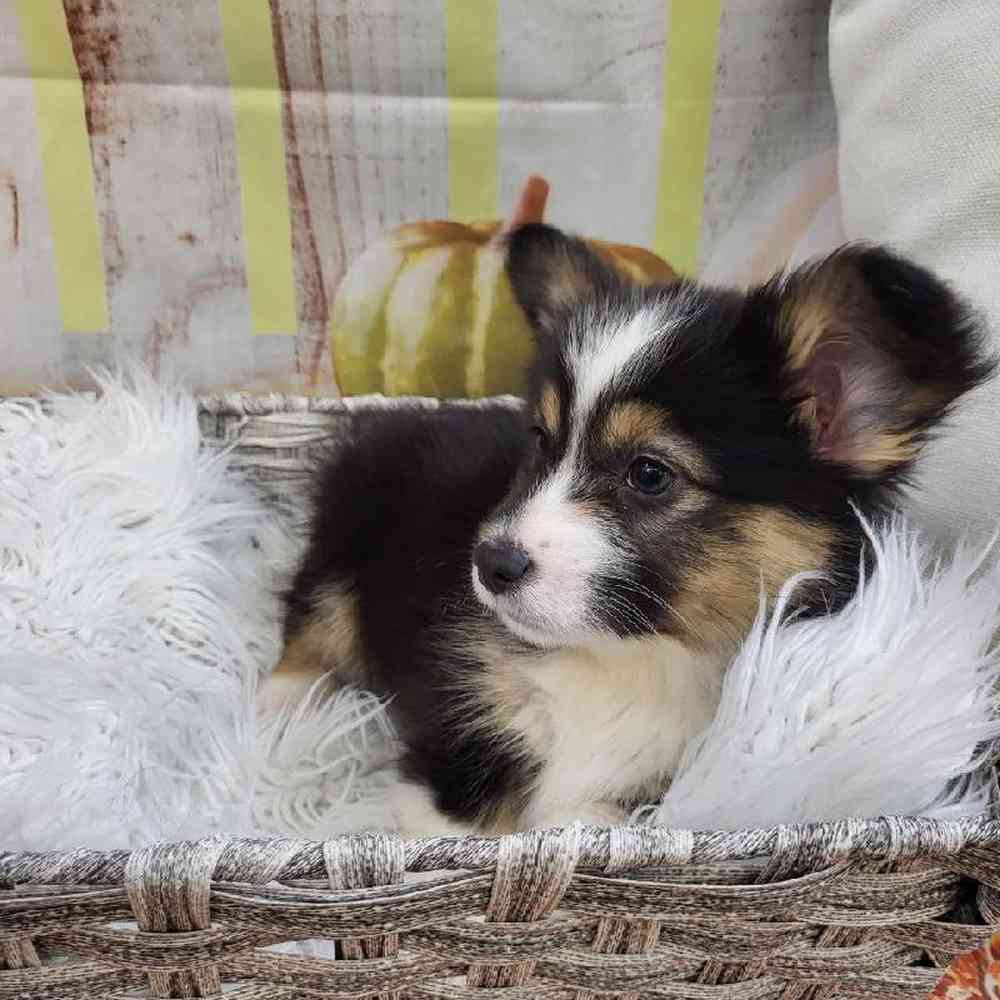 Male Pembroke Welsh Corgi Puppy for Sale in Monroeville, PA