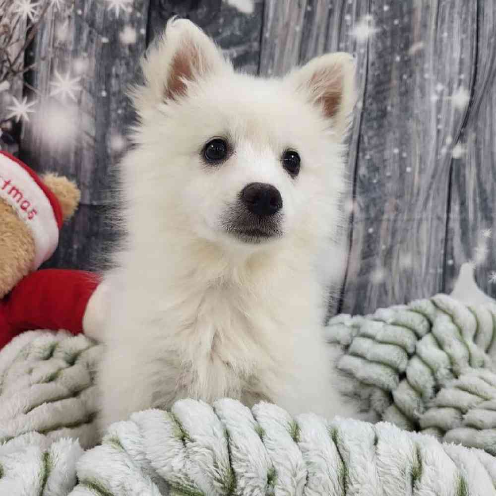 Female American Eskimo Puppy for Sale in Monroeville, PA