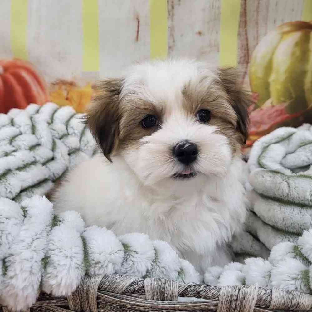 Male Havanese Puppy for Sale in Monroeville, PA