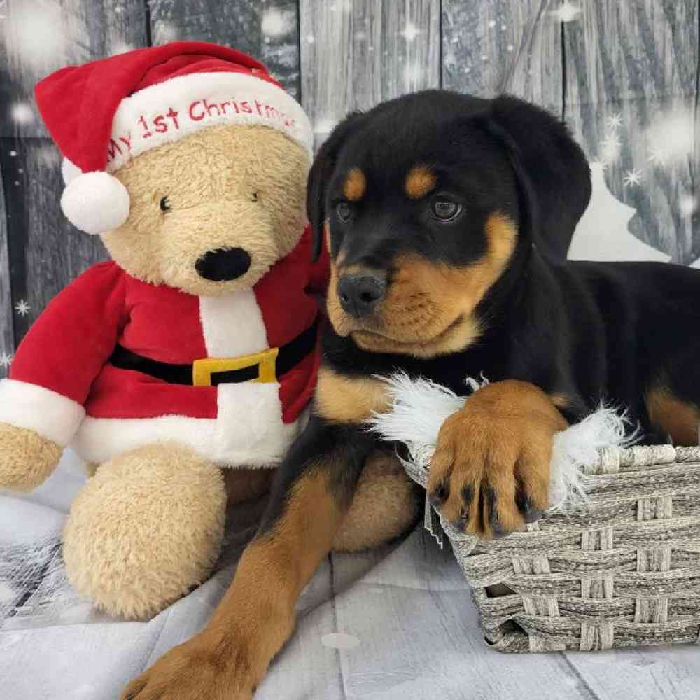 Female Rottweiler Puppy for Sale in Monroeville, PA