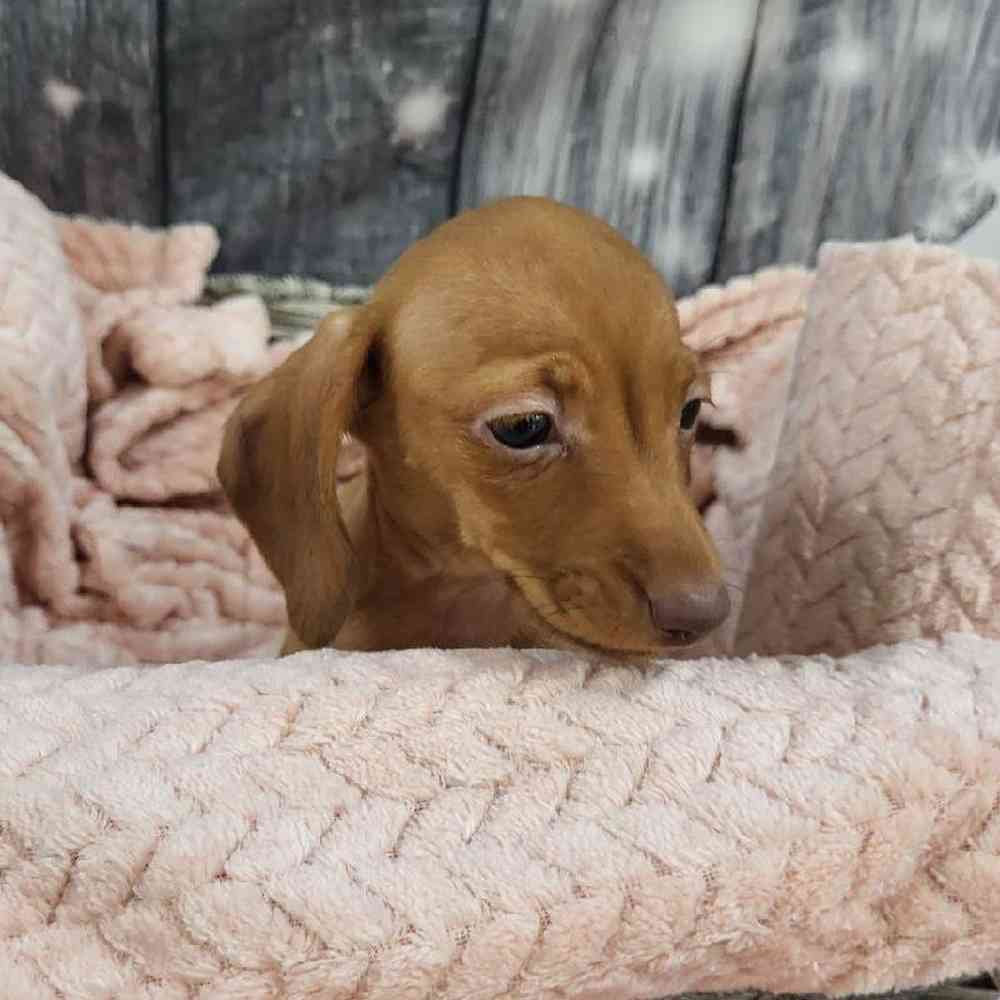 Female Dachshund Puppy for Sale in Monroeville, PA