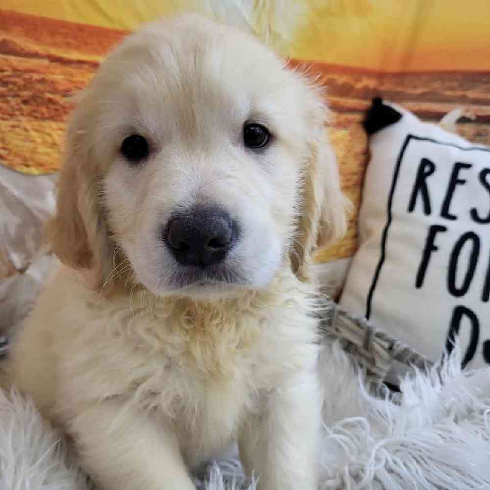 Male Golden Retriever Puppy for Sale in Monroeville, PA