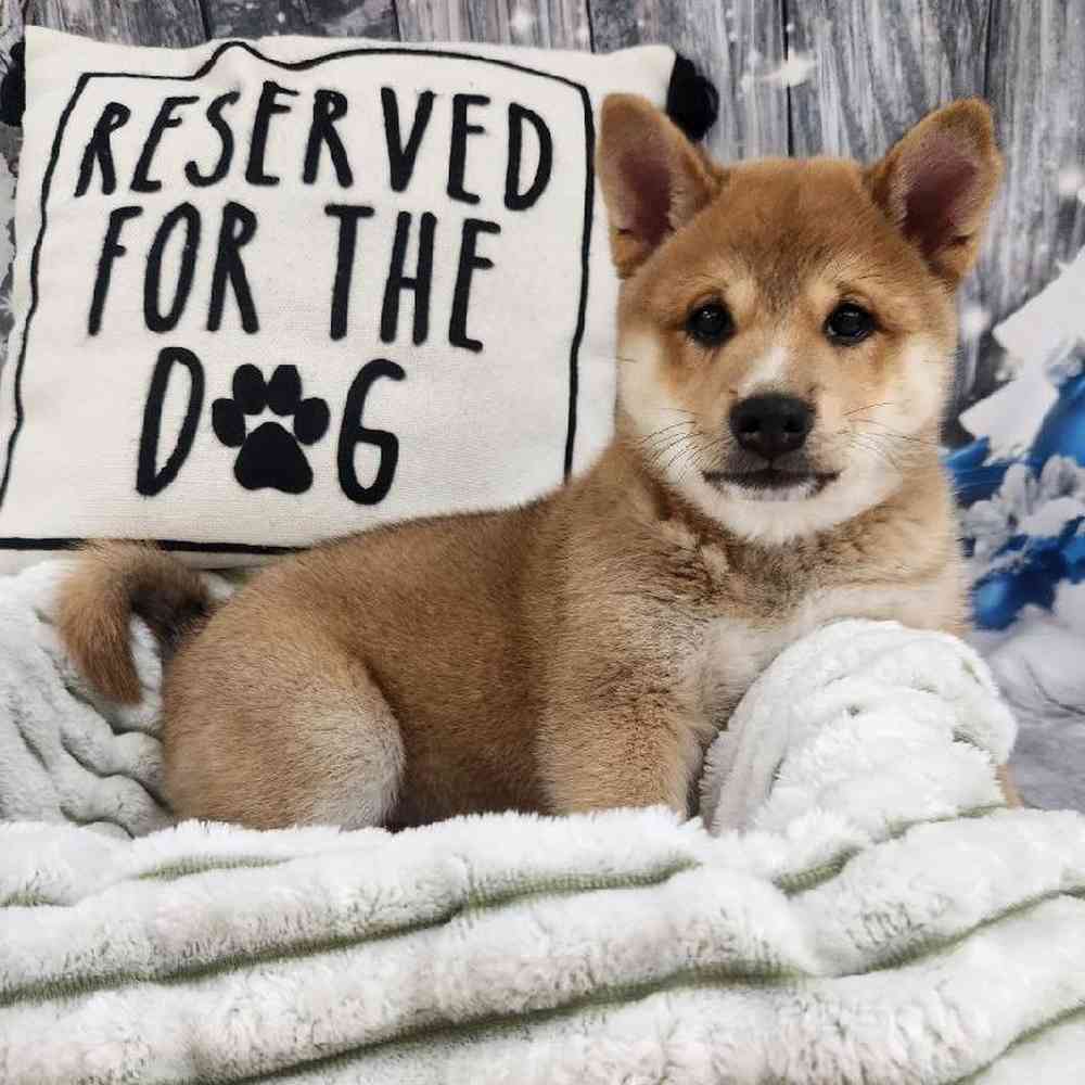 Male Shiba Inu Puppy for Sale in Monroeville, PA