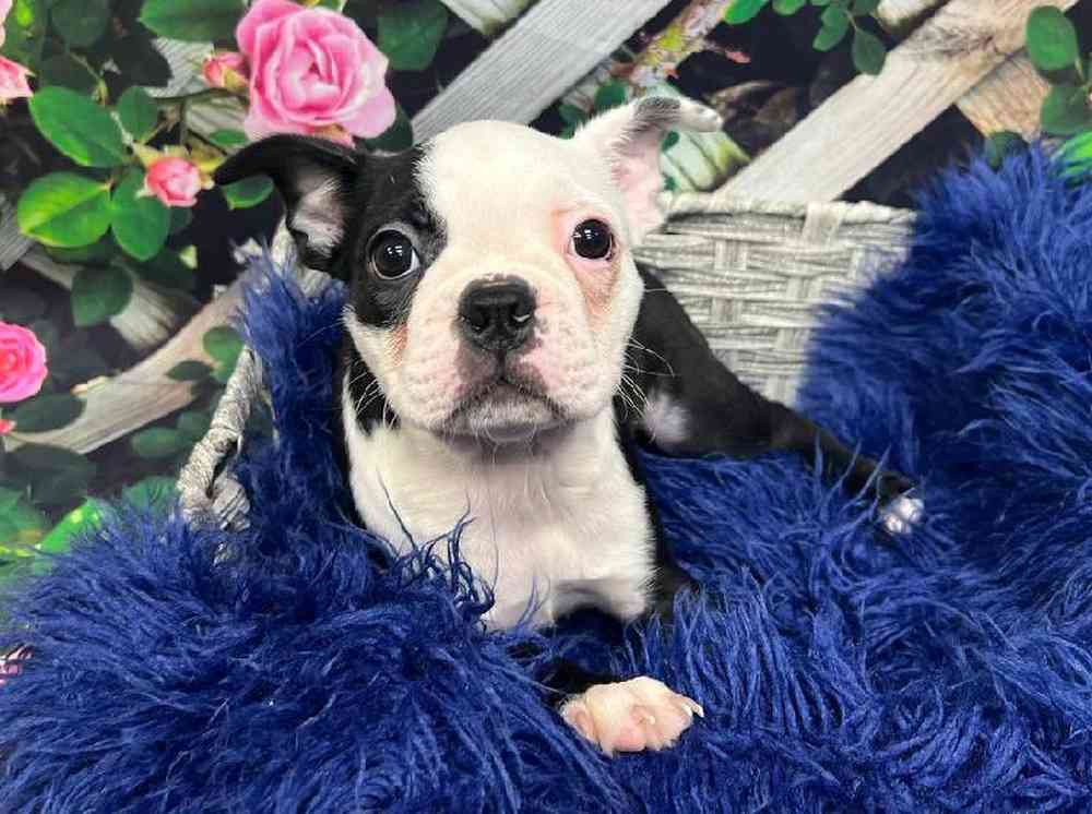 Female Boston Terrier Puppy for Sale in Monroeville, PA