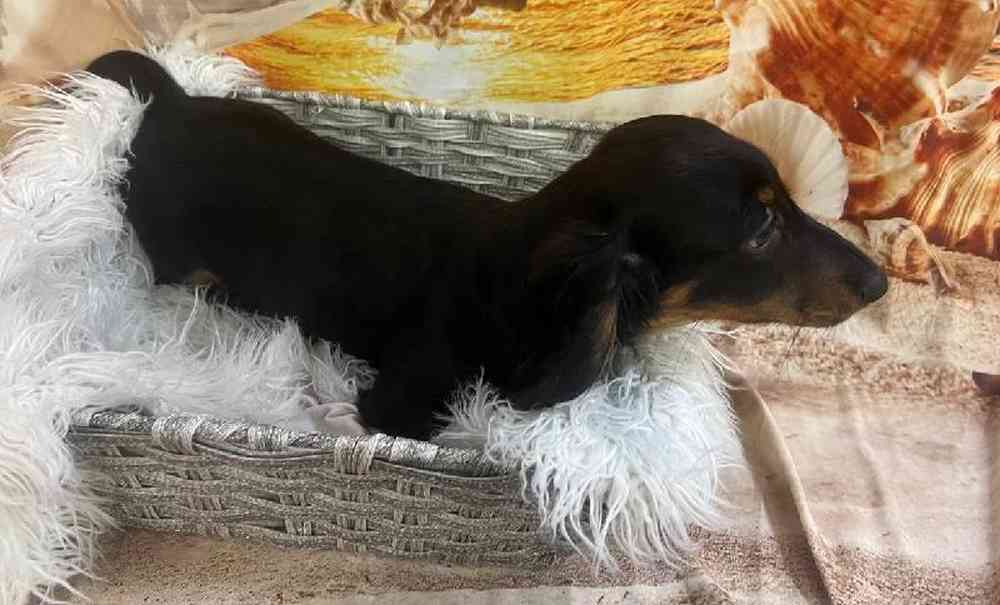 Male Dachshund Puppy for Sale in Monroeville, PA