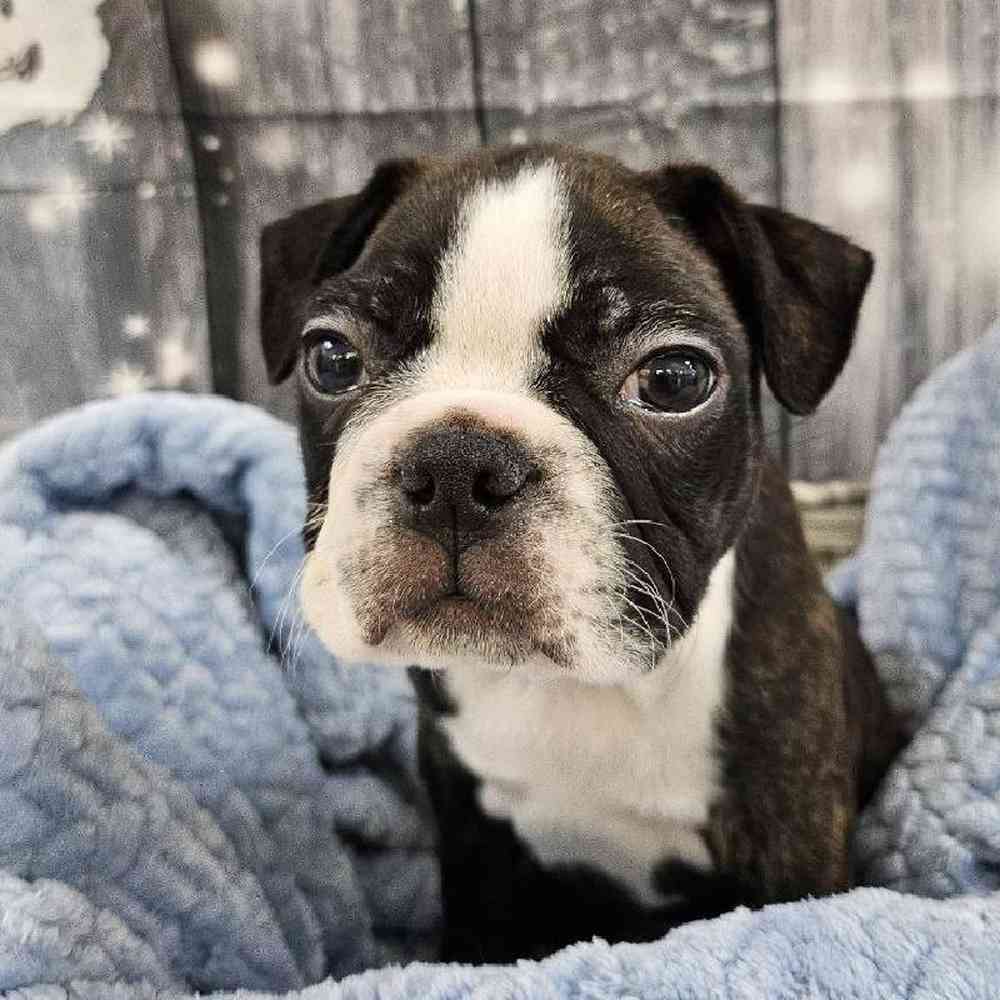 Male Boston Terrier Puppy for Sale in Monroeville, PA