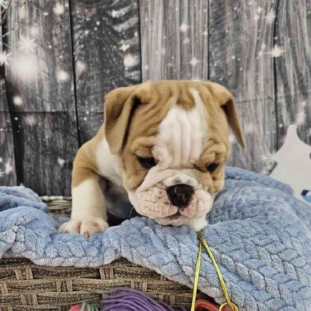 Male English Bulldog Puppy for Sale in Monroeville, PA