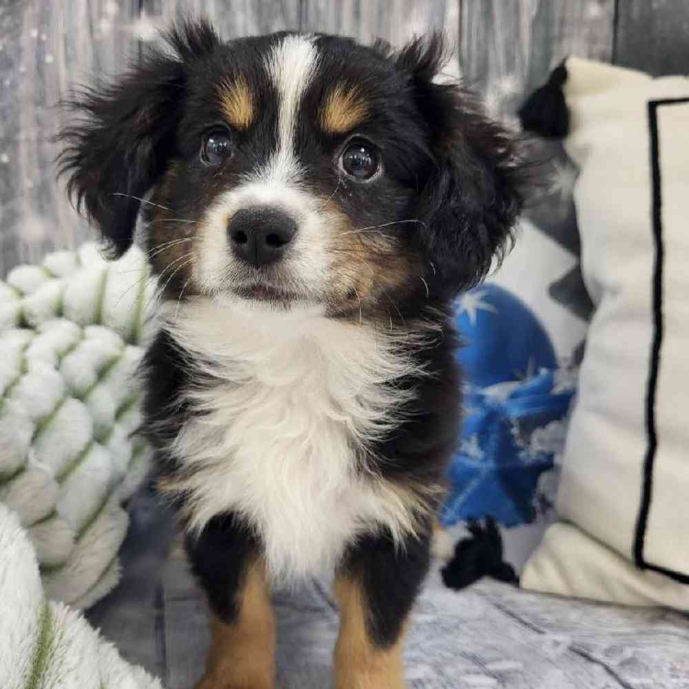 Male Miniature Australian Shepherd Puppy for Sale in Monroeville, PA