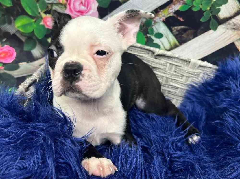 Female Boston Terrier Puppy for Sale in Monroeville, PA