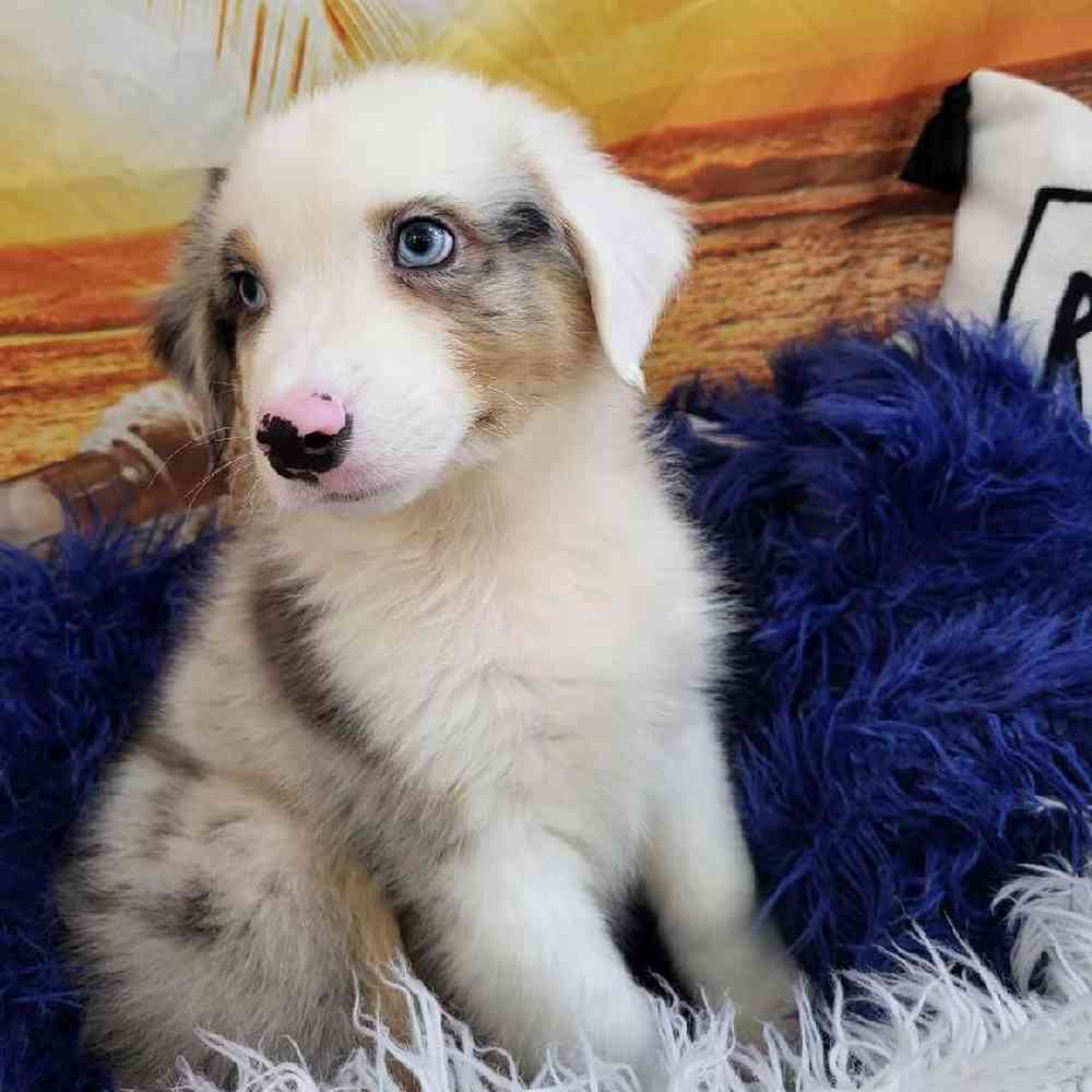 Male Australian Shepherd Puppy for Sale in Monroeville, PA