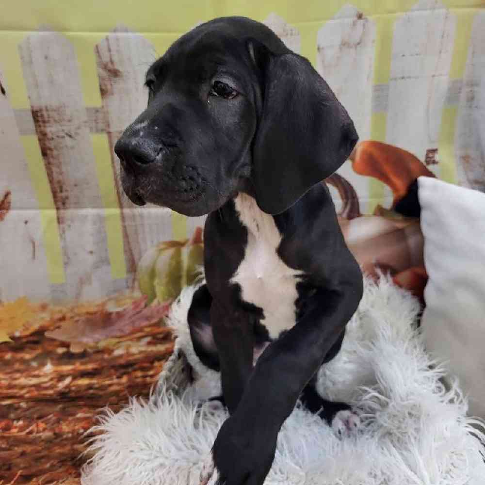 Female Great Dane Puppy for Sale in Monroeville, PA