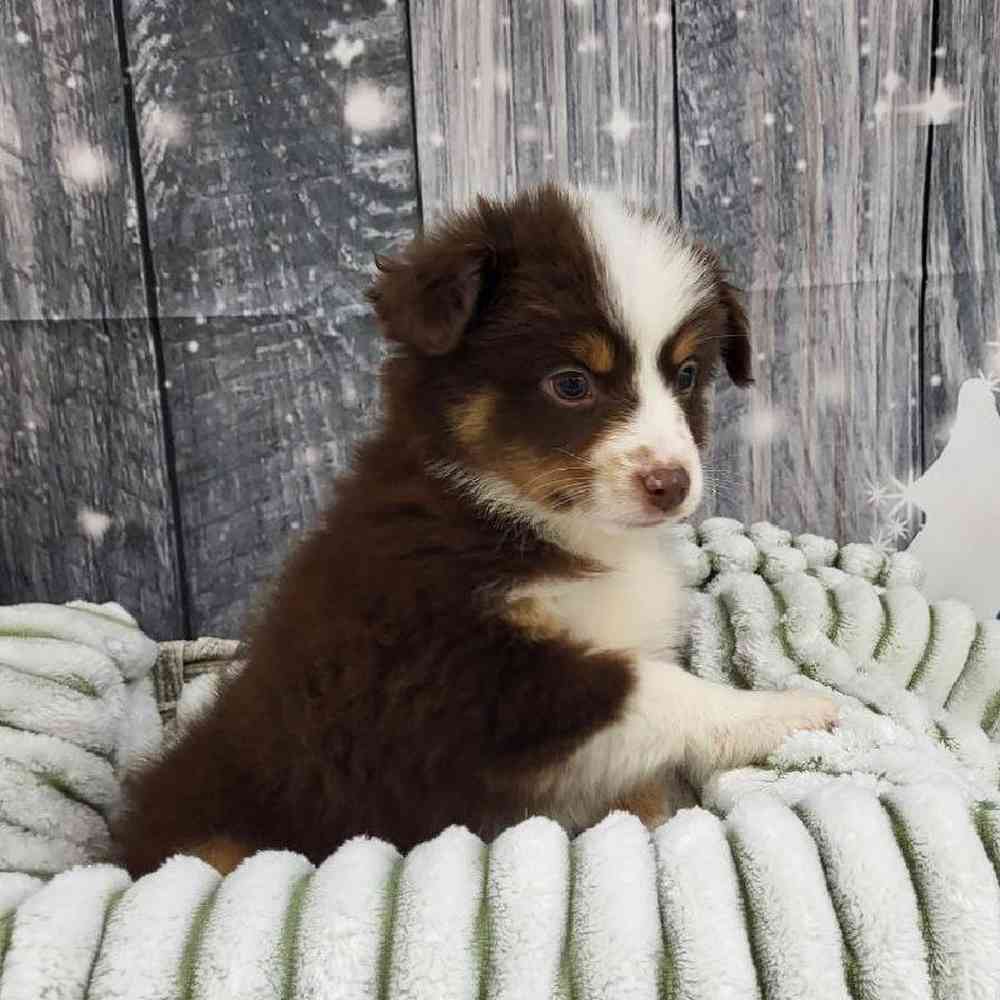 Male Toy Australian Shepherd Puppy for Sale in Monroeville, PA