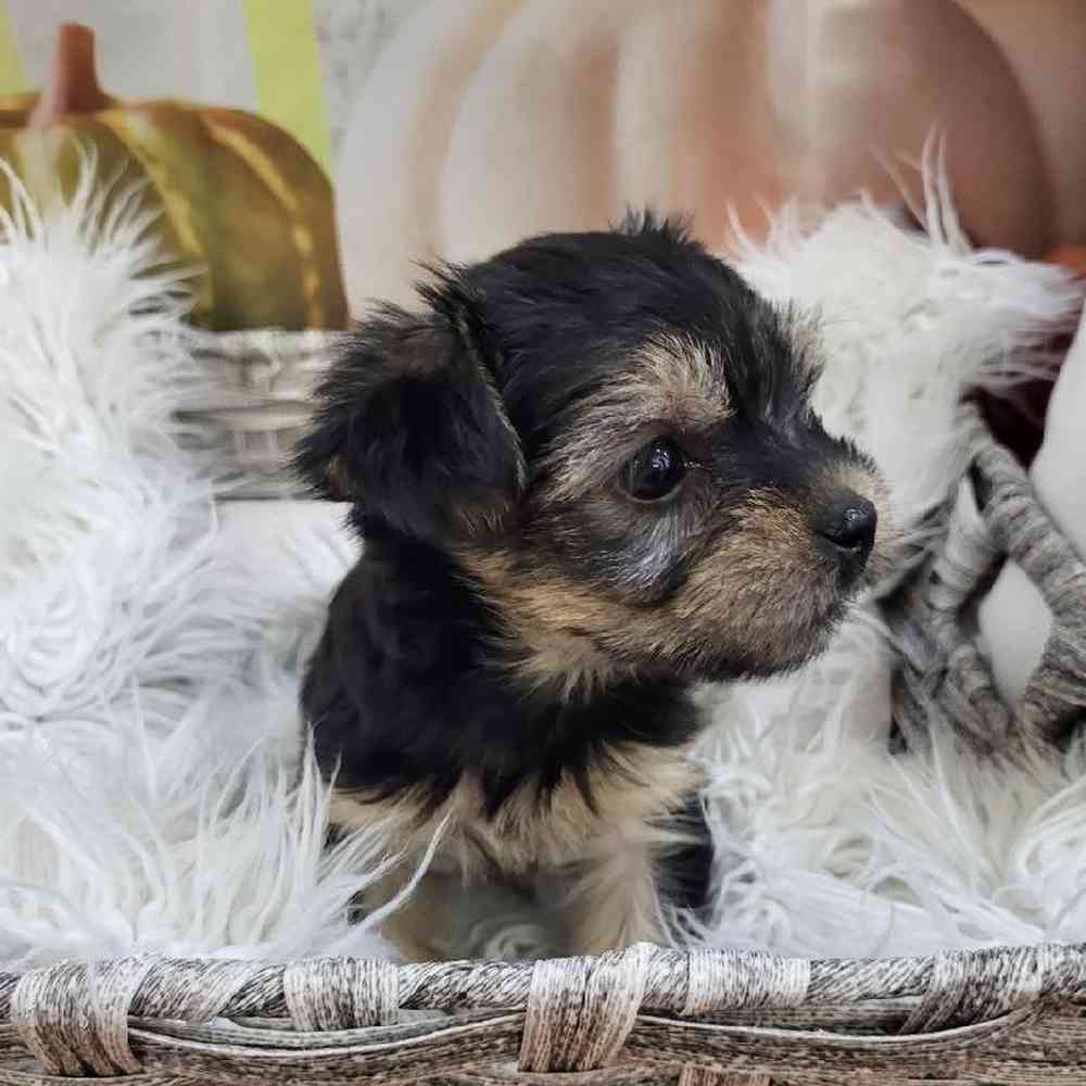 Female Yorkie Puppy for Sale in Monroeville, PA