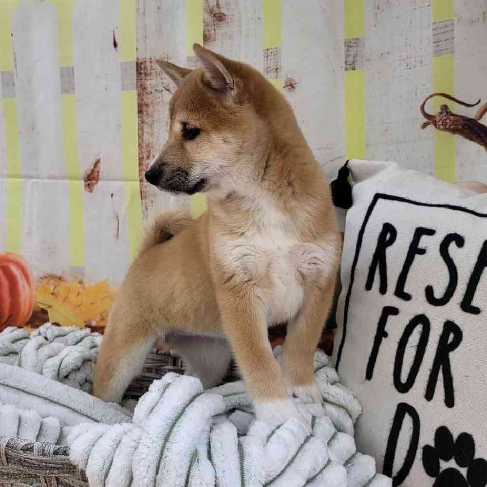 Female Shiba Inu Puppy for Sale in Monroeville, PA