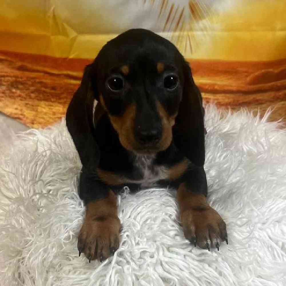 Female Dachshund Puppy for Sale in Monroeville, PA