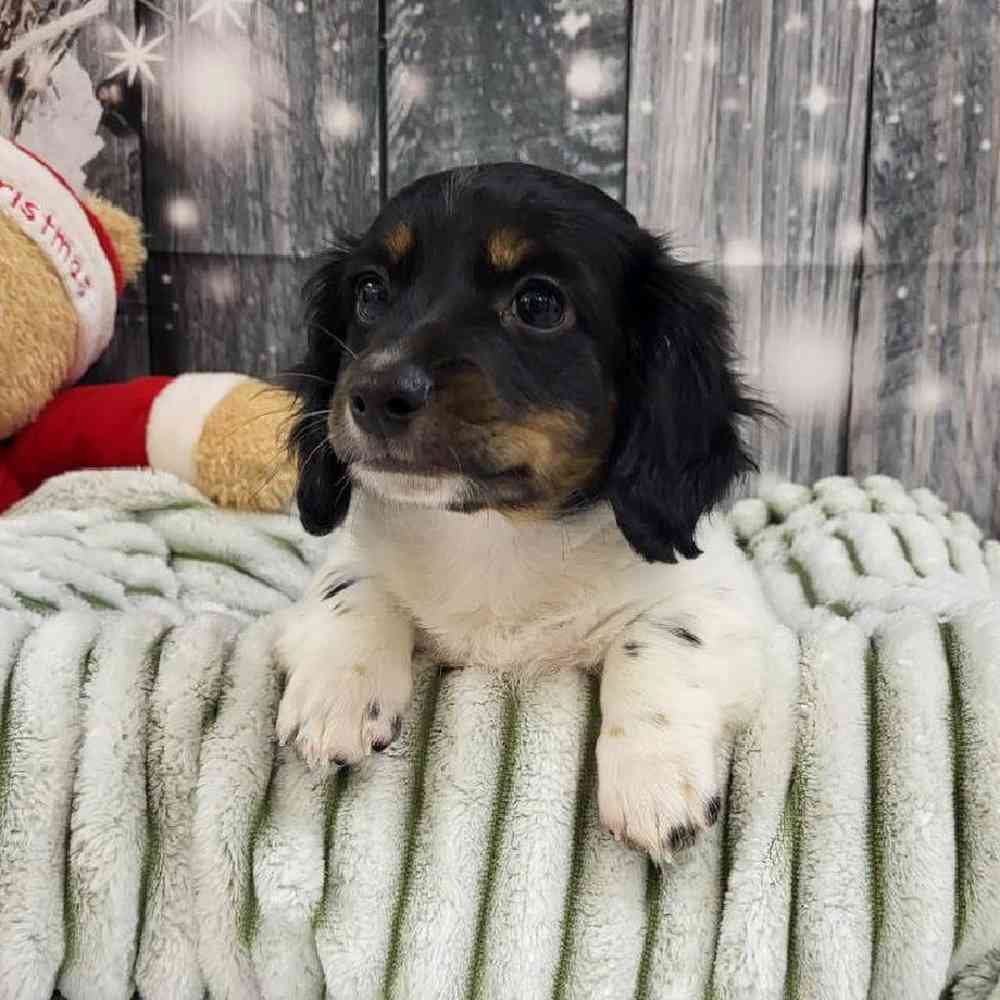 Male Dachshund Puppy for Sale in Monroeville, PA